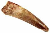 Spinosaurus Tooth - Real Dinosaur Tooth #192111-1